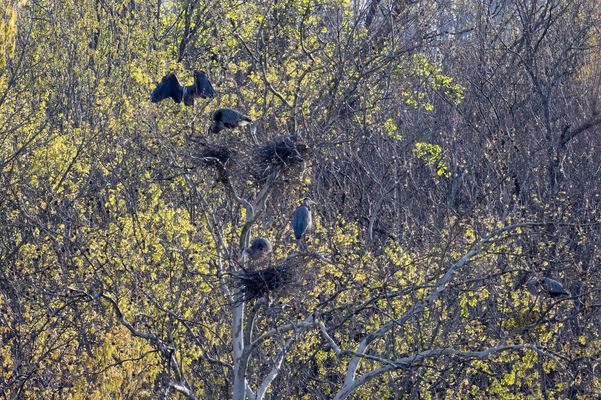 Great Blue Heron - ML620259430