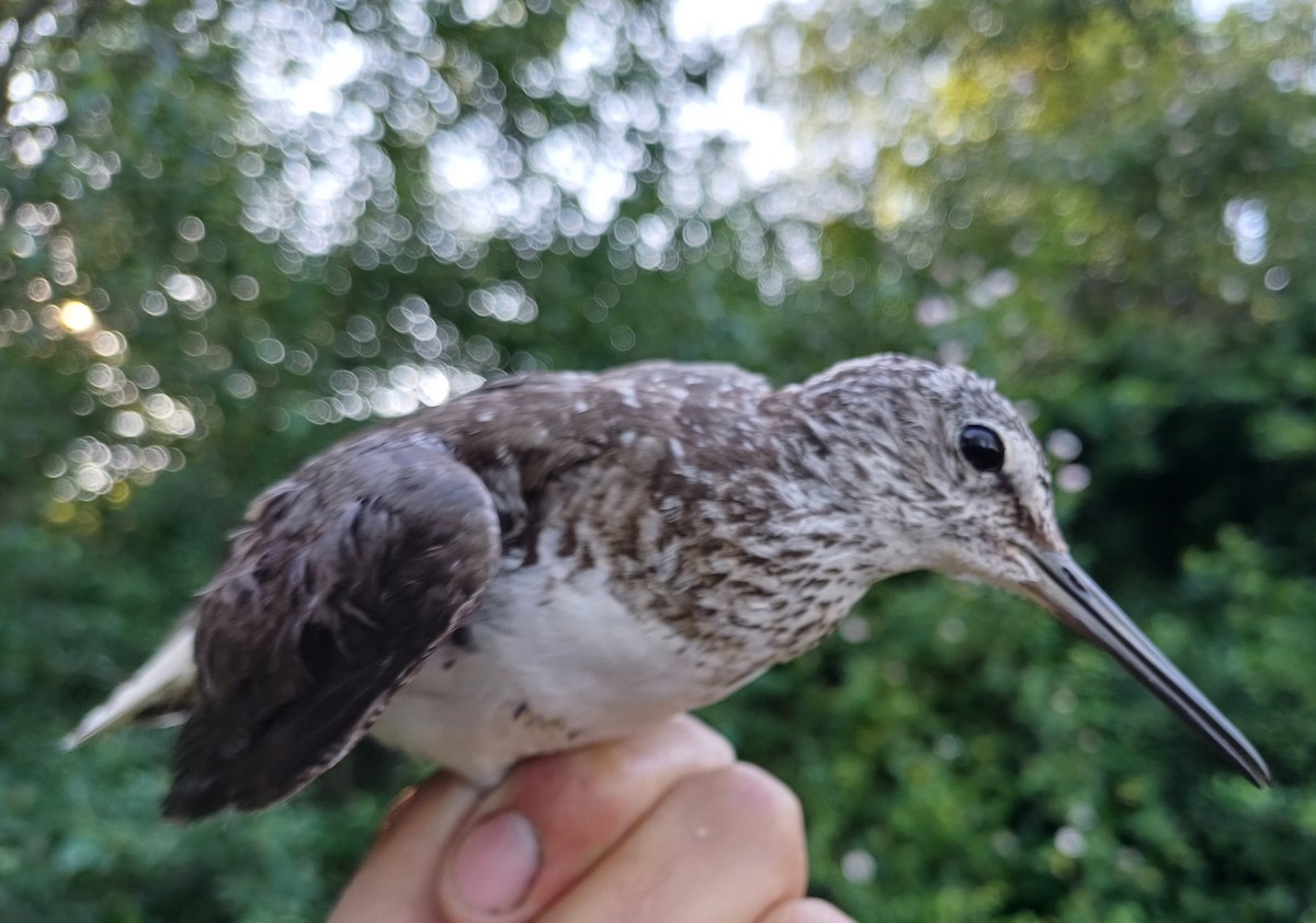 Green Sandpiper - ML620259436