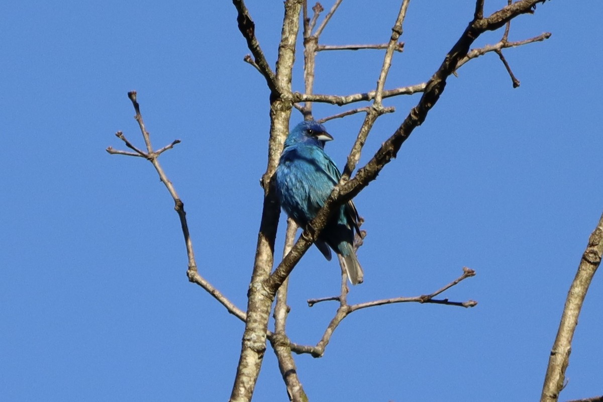 Indigo Bunting - ML620259437