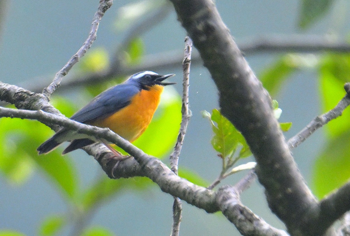 Indian Blue Robin - ML620259447