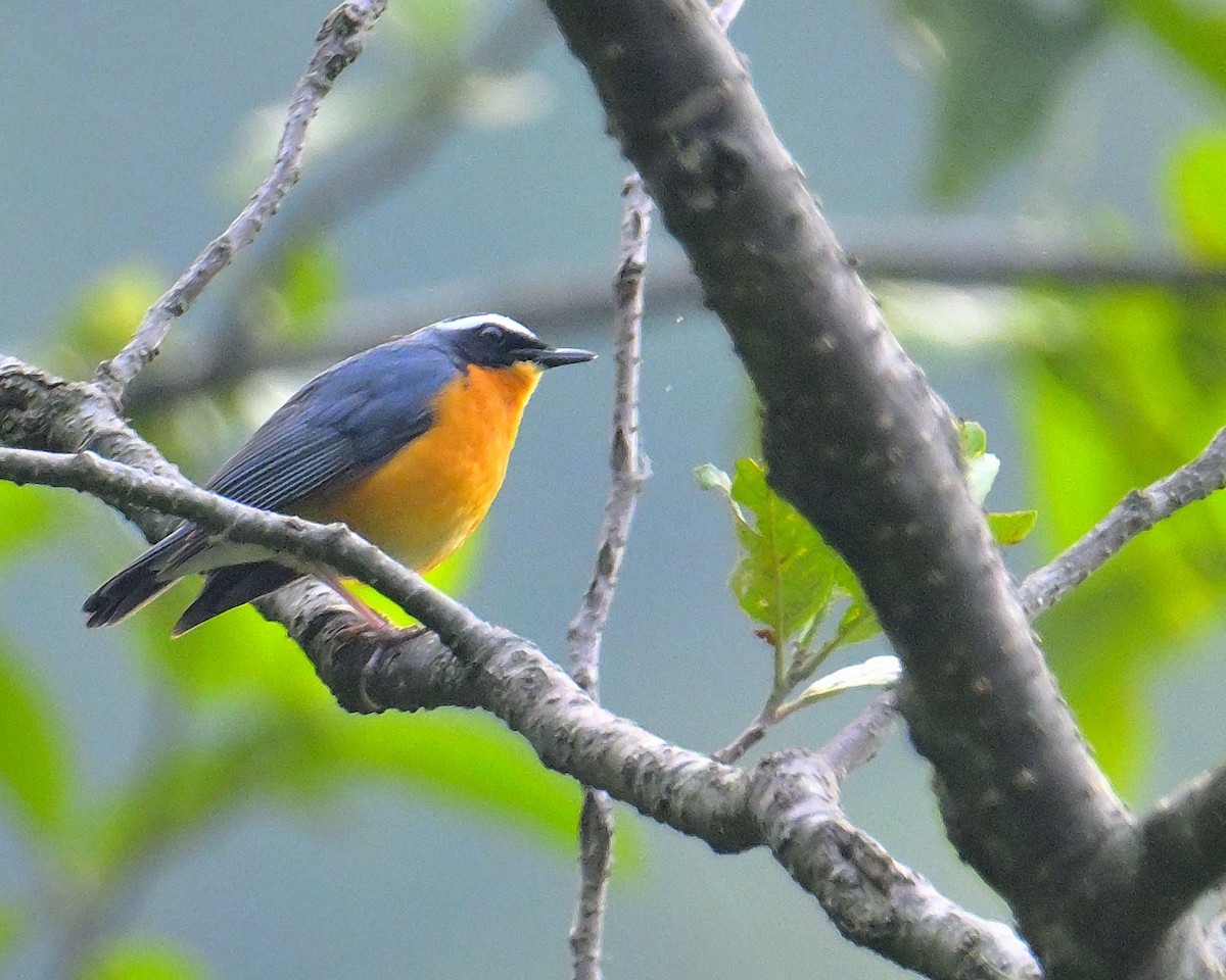 Indian Blue Robin - ML620259448