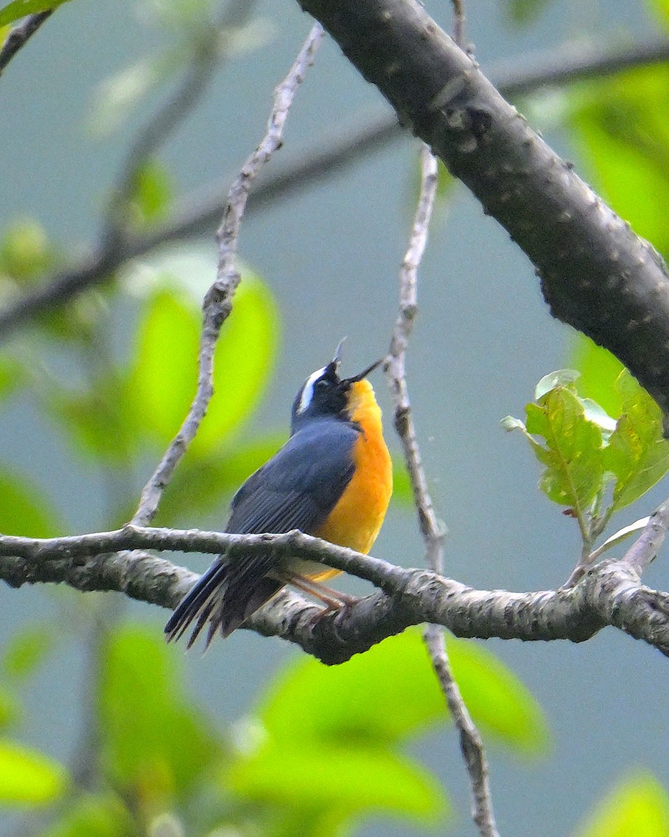 Indian Blue Robin - ML620259451