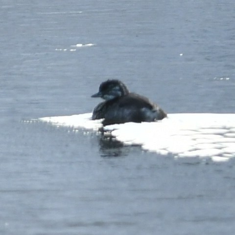 Least Grebe - ML620259455