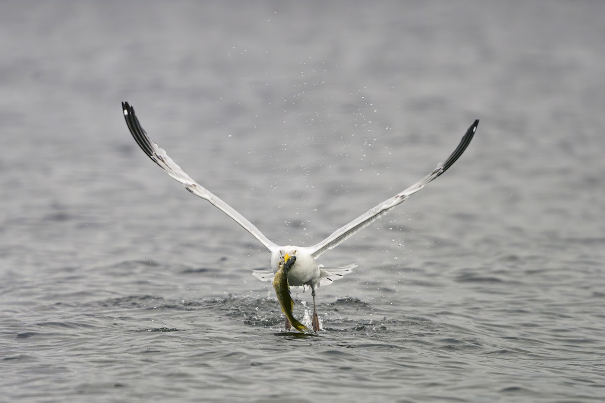 Gaviota Argéntea - ML620259456