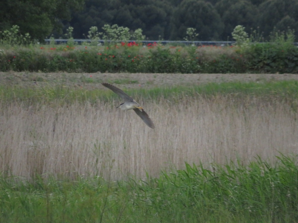 Black-crowned Night Heron - ML620259464