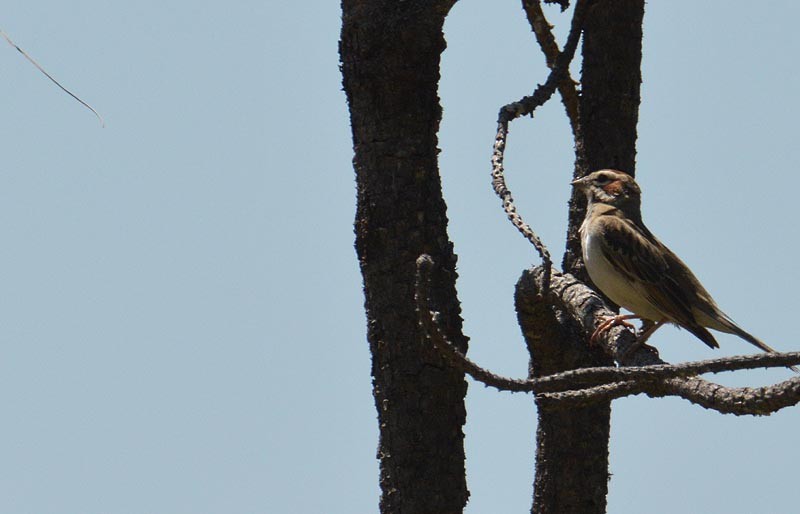 Lark Sparrow - ML620259467