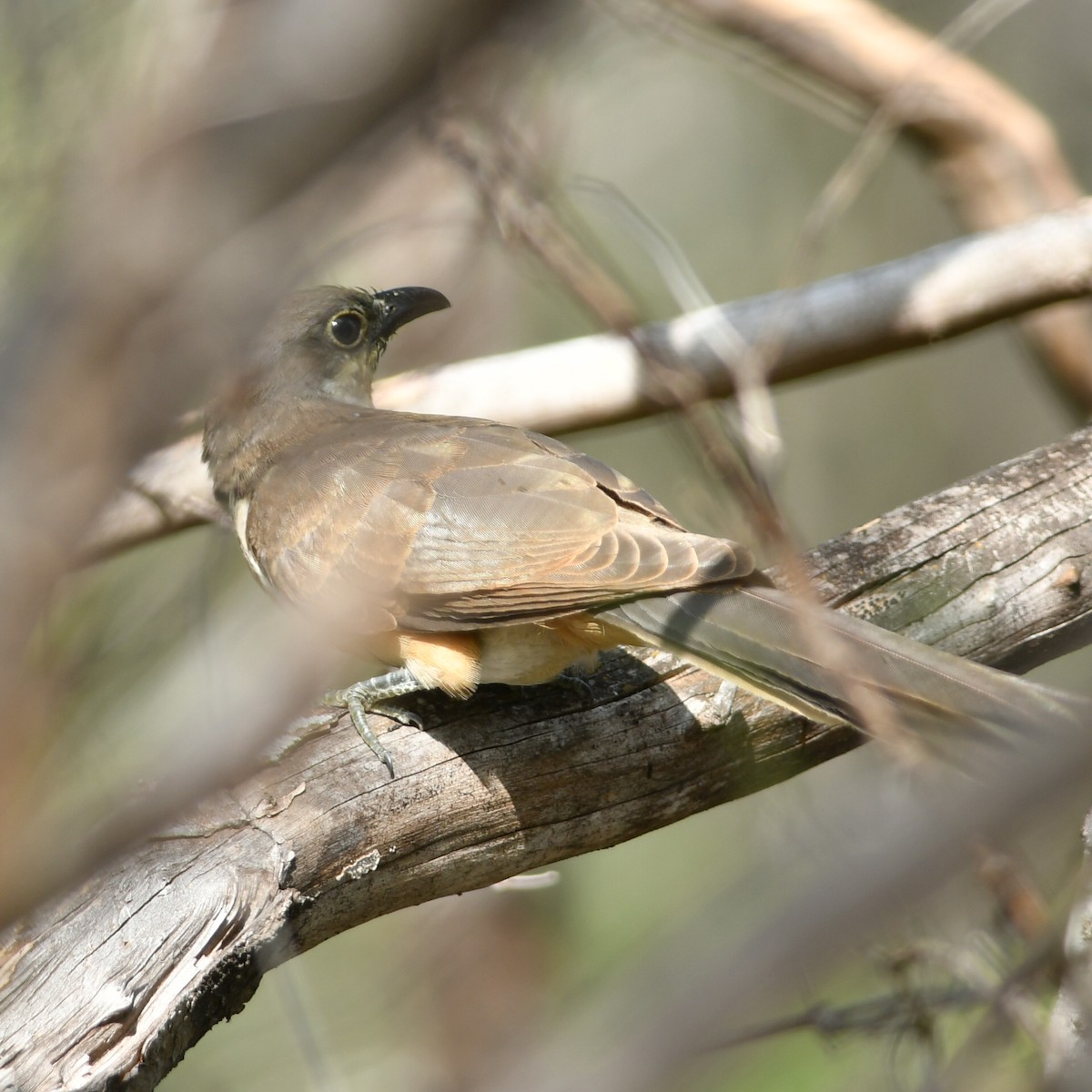 Dark-billed Cuckoo - ML620259469