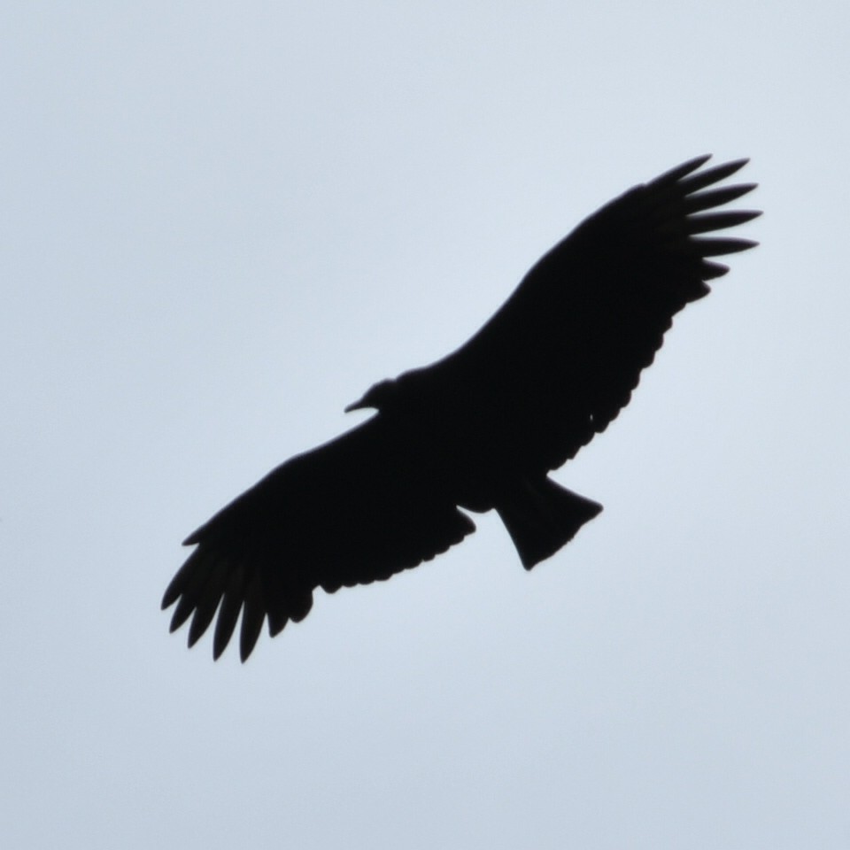 Black Vulture - ML620259474