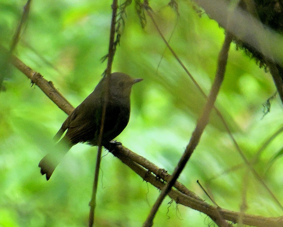 White-gorgeted Flycatcher - ML620259476