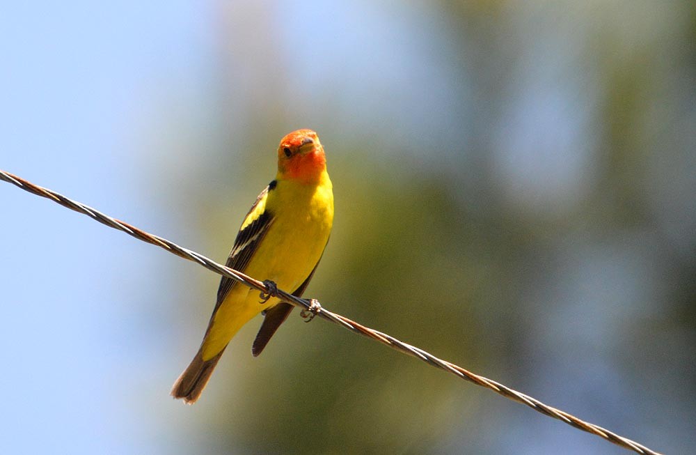 Western Tanager - ML620259484