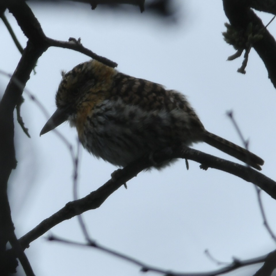 Spot-backed Puffbird - ML620259487