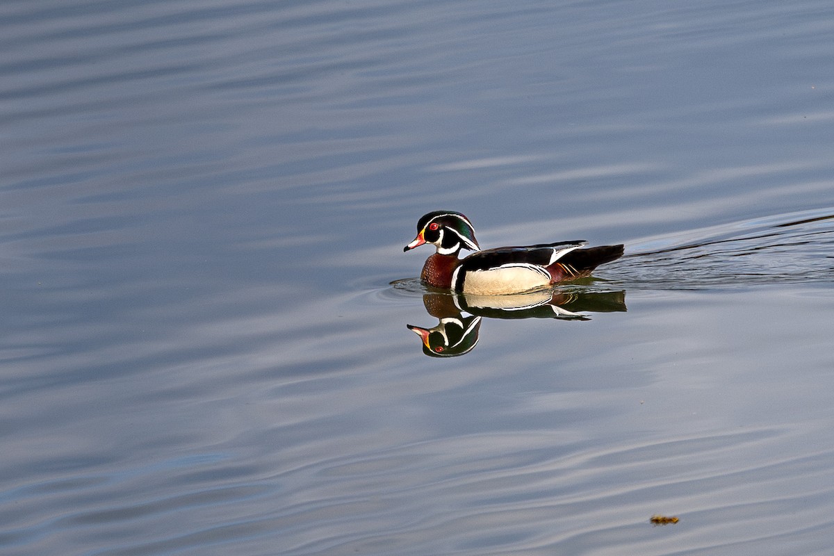 Wood Duck - ML620259491