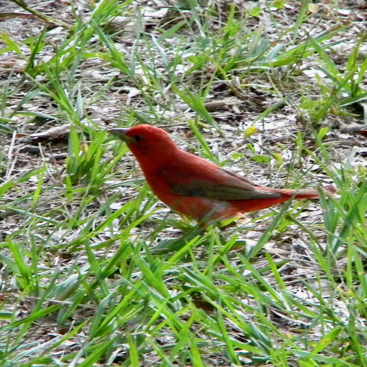 Summer Tanager - ML620259494