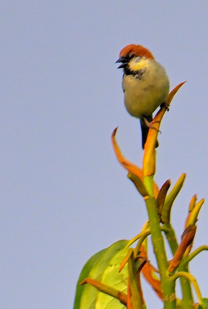 Russet Sparrow - Rajesh Gopalan