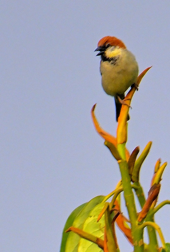 Russet Sparrow - ML620259496