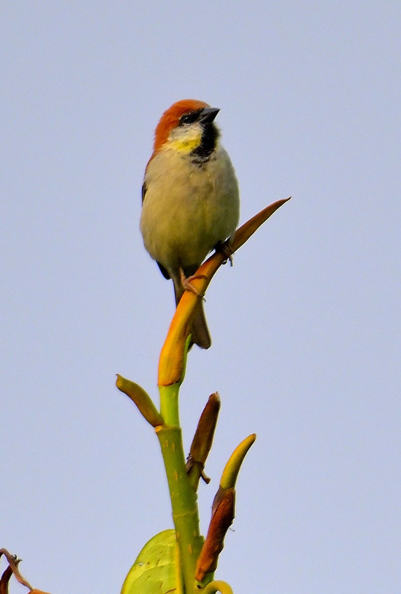 Russet Sparrow - ML620259497