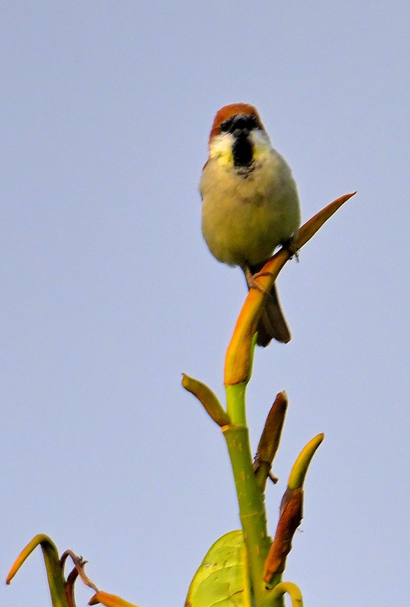 Russet Sparrow - Rajesh Gopalan