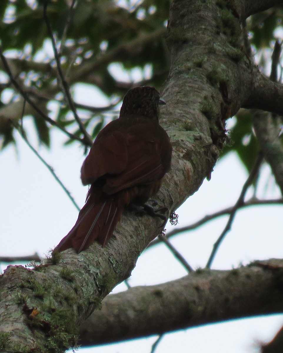 Strong-billed Woodcreeper - ML620259504