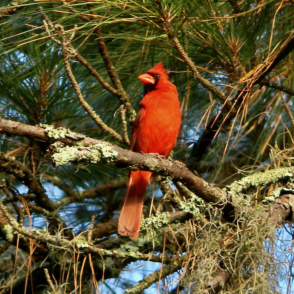 Cardinal rouge - ML620259505