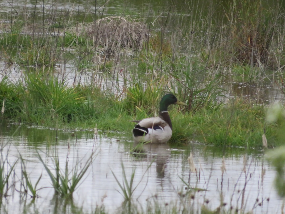 Canard colvert - ML620259507