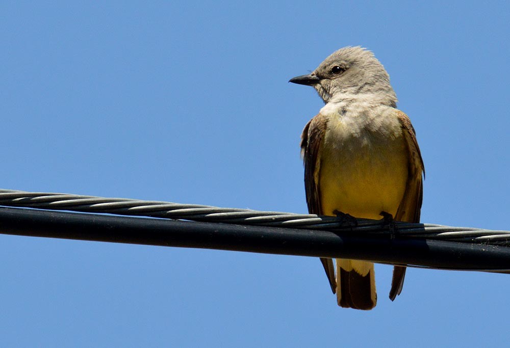 Western Kingbird - ML620259513