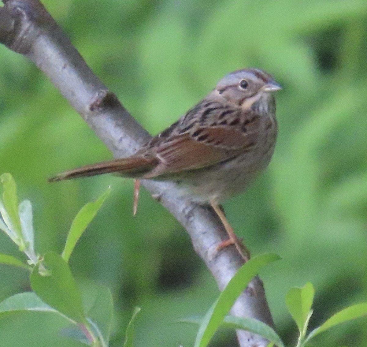 Lincoln's Sparrow - ML620259522