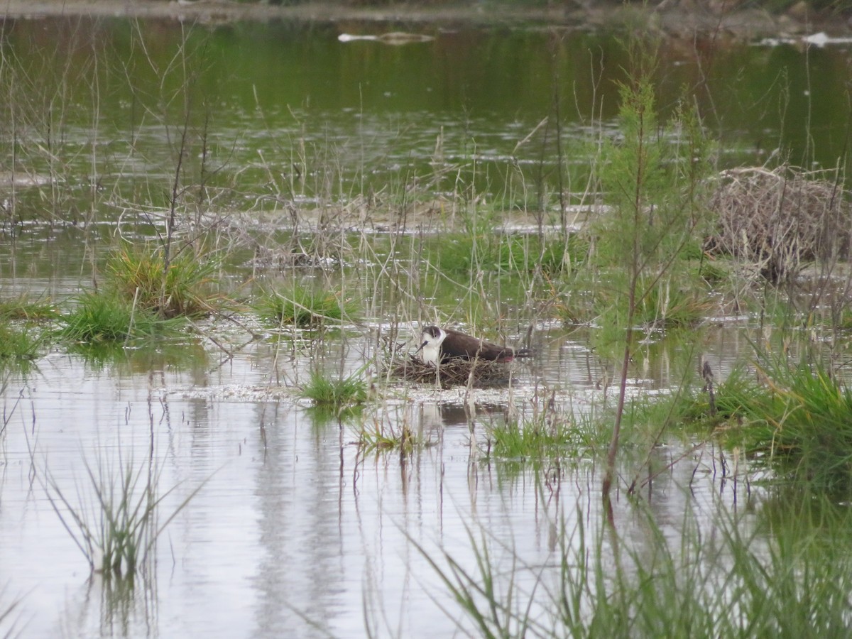 Black-winged Stilt - ML620259523