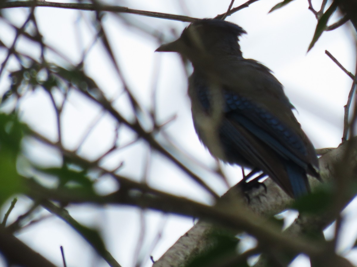 Steller's Jay - ML620259526
