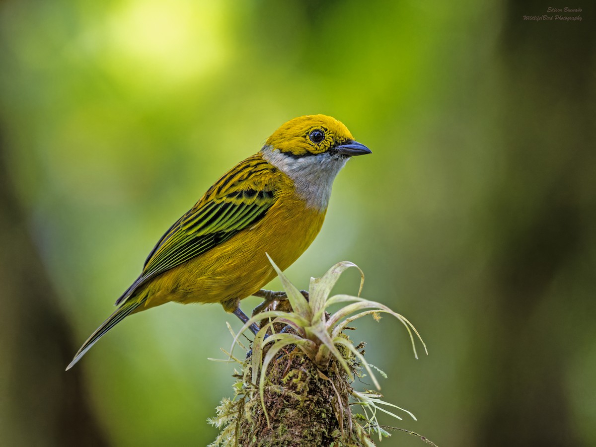 Silver-throated Tanager - Edison Buenano