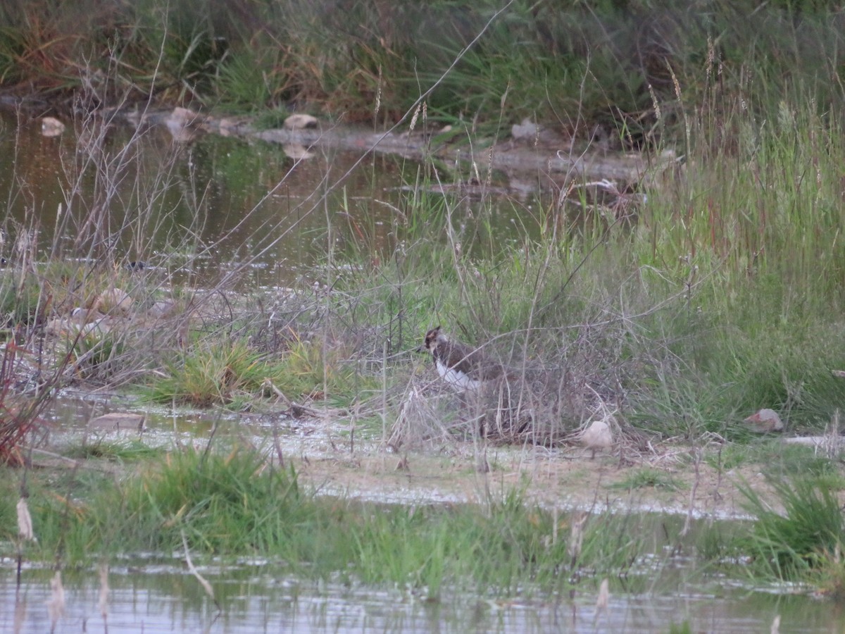 Northern Lapwing - ML620259547