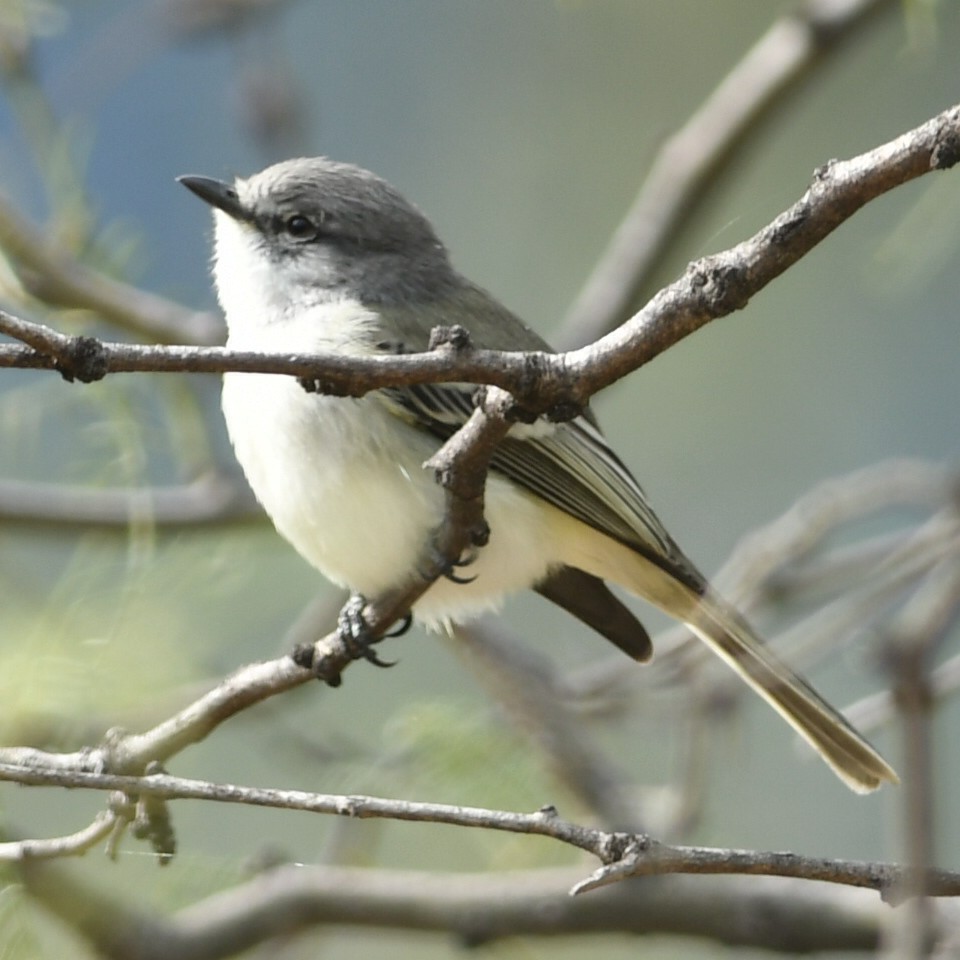 Suiriri Flycatcher - Silvio Manuel Lamothe