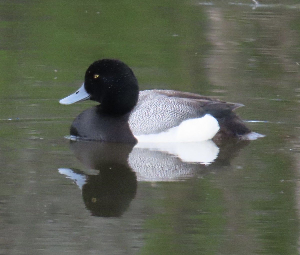 Greater Scaup - ML620259550