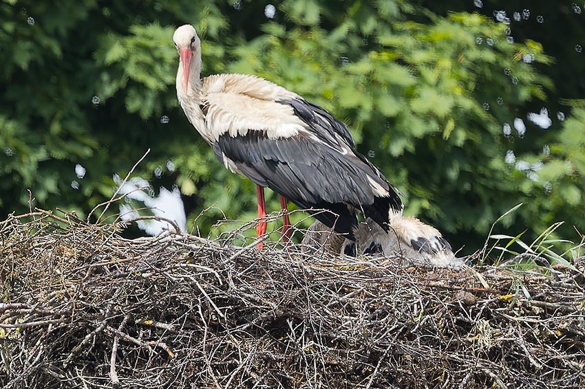 White Stork - ML620259558