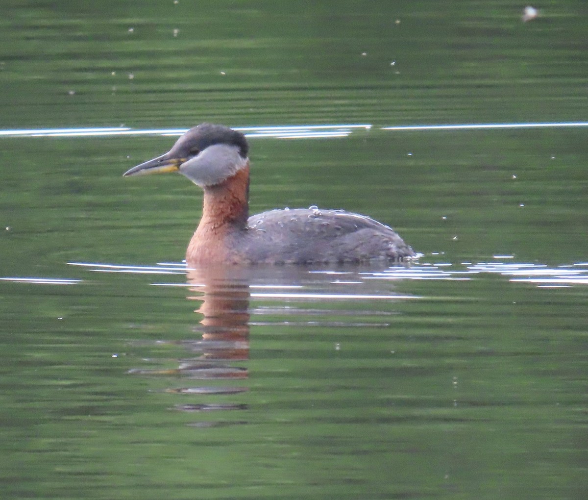 Red-necked Grebe - ML620259559