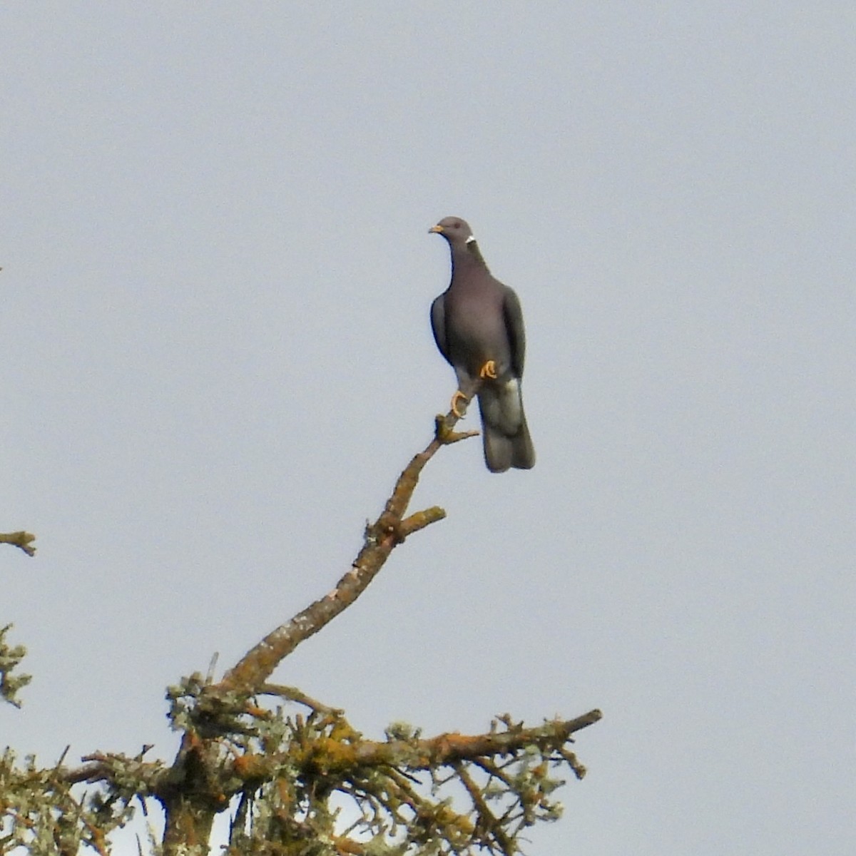 Band-tailed Pigeon - ML620259564