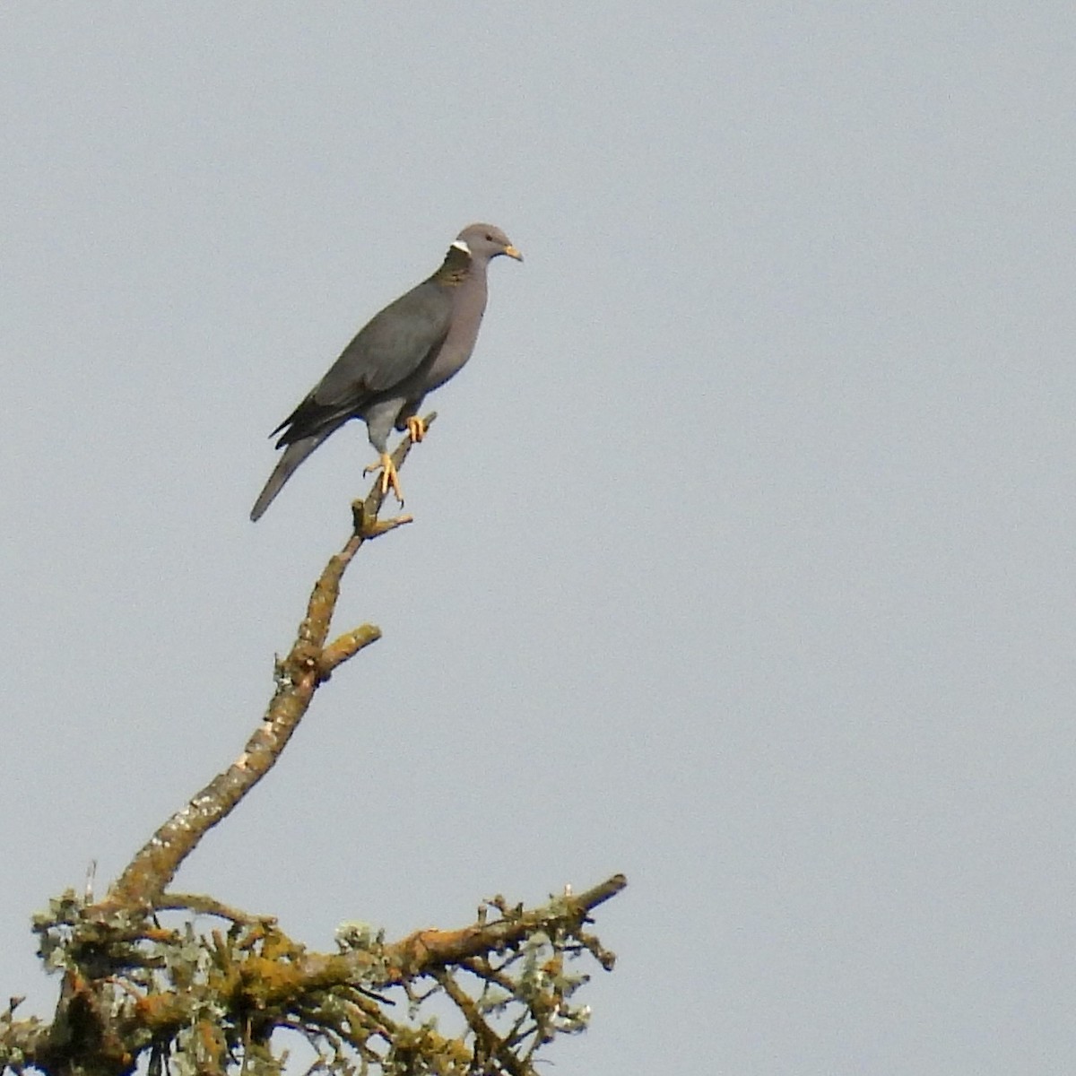 Band-tailed Pigeon - ML620259565