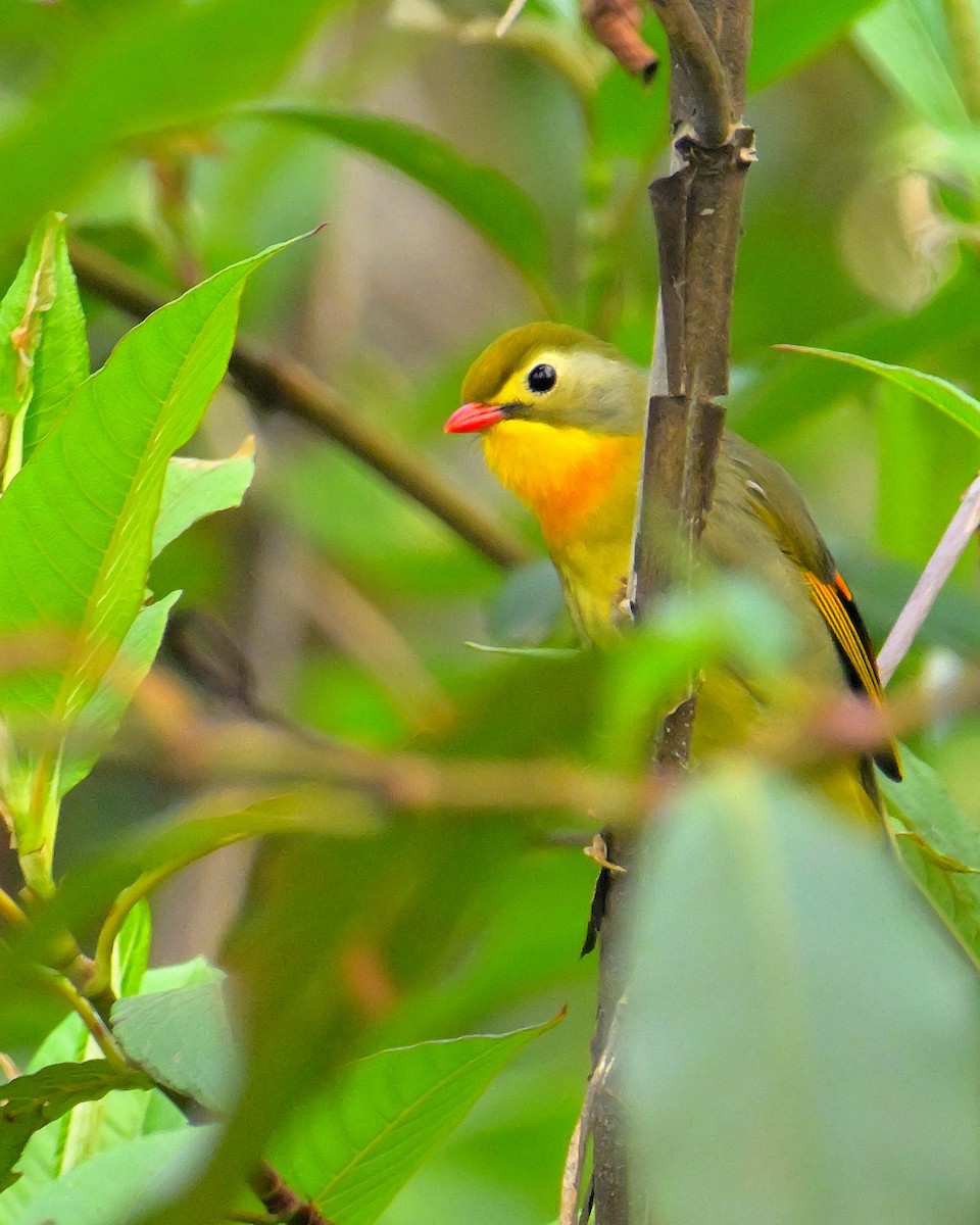 Red-billed Leiothrix - ML620259570