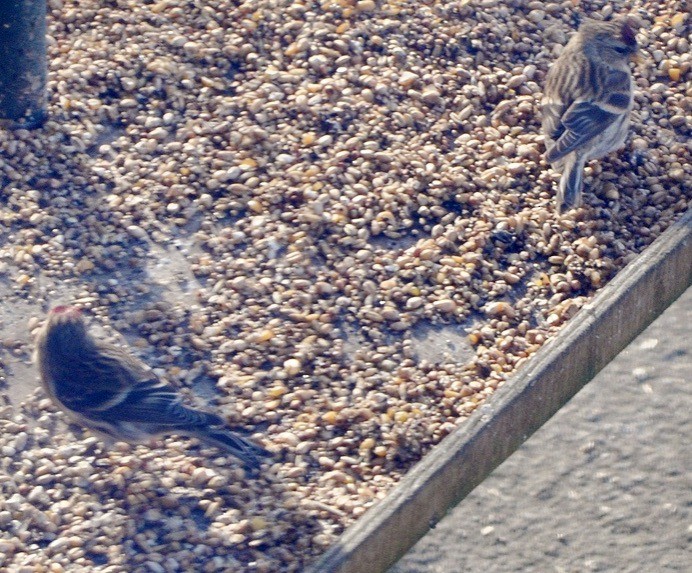 Lesser Redpoll - ML620259571