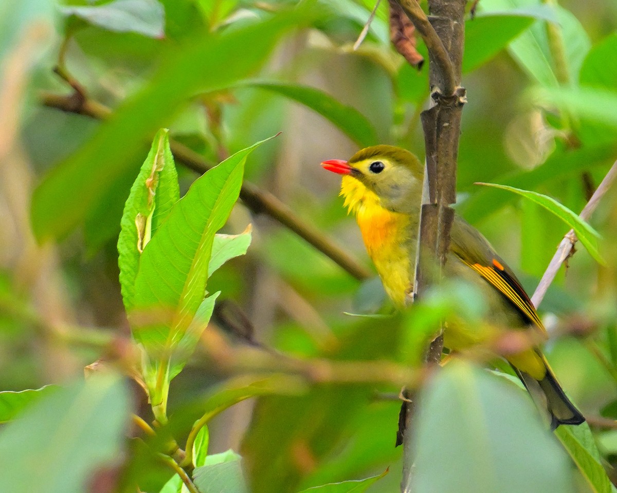 Red-billed Leiothrix - ML620259572