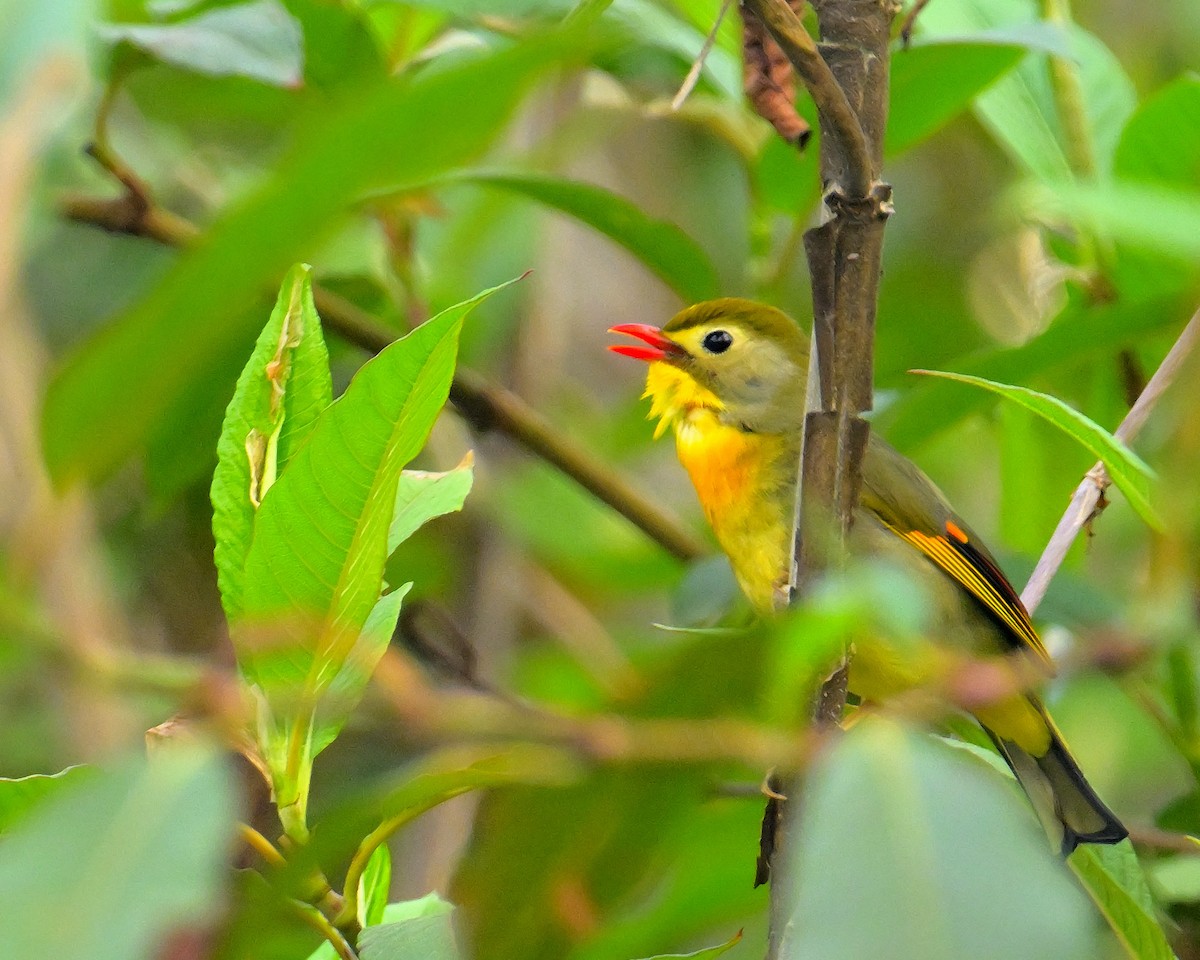 Red-billed Leiothrix - ML620259573