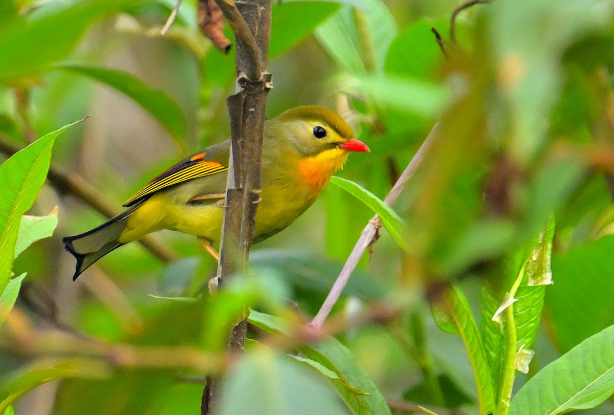 Red-billed Leiothrix - ML620259575