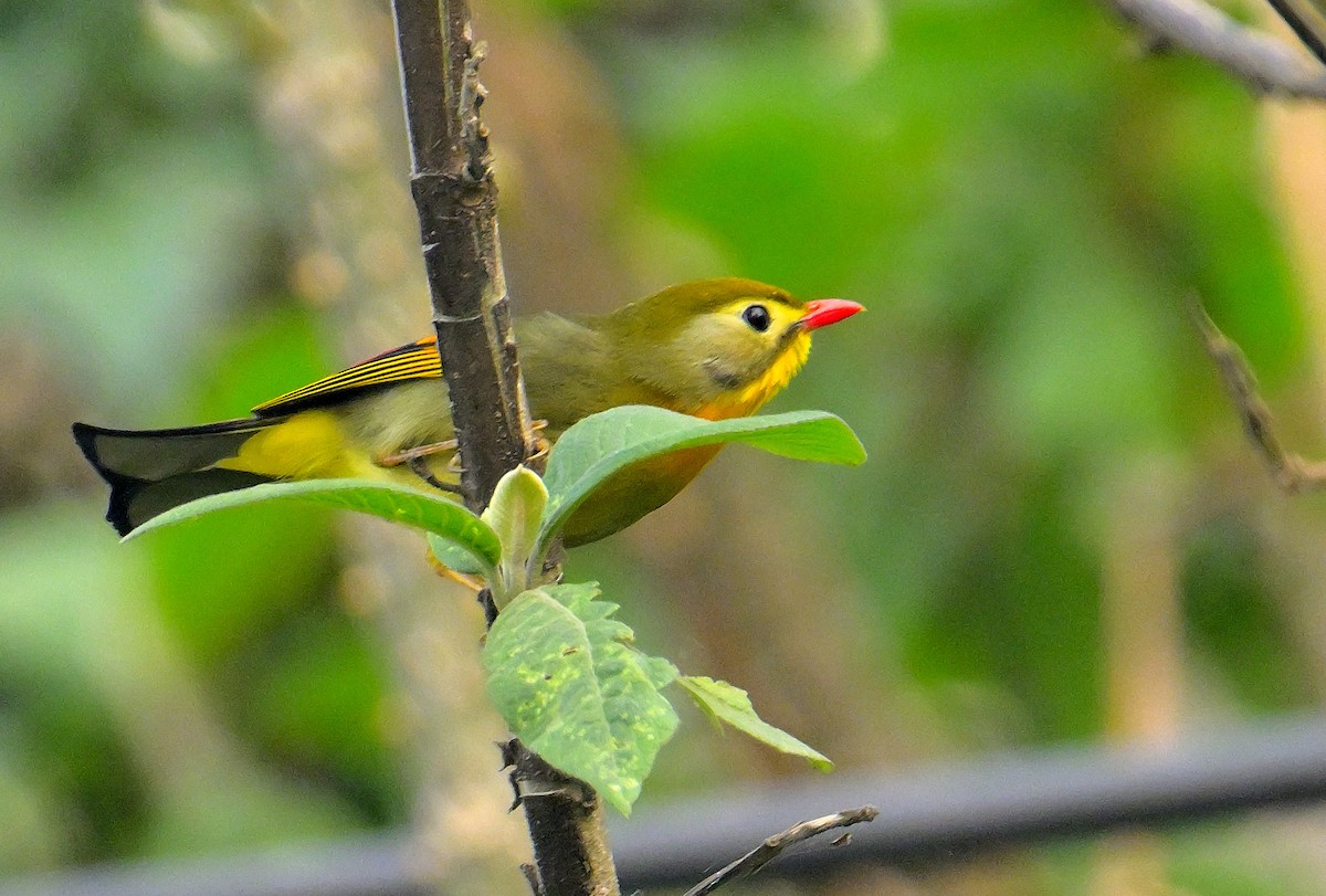 Red-billed Leiothrix - ML620259576