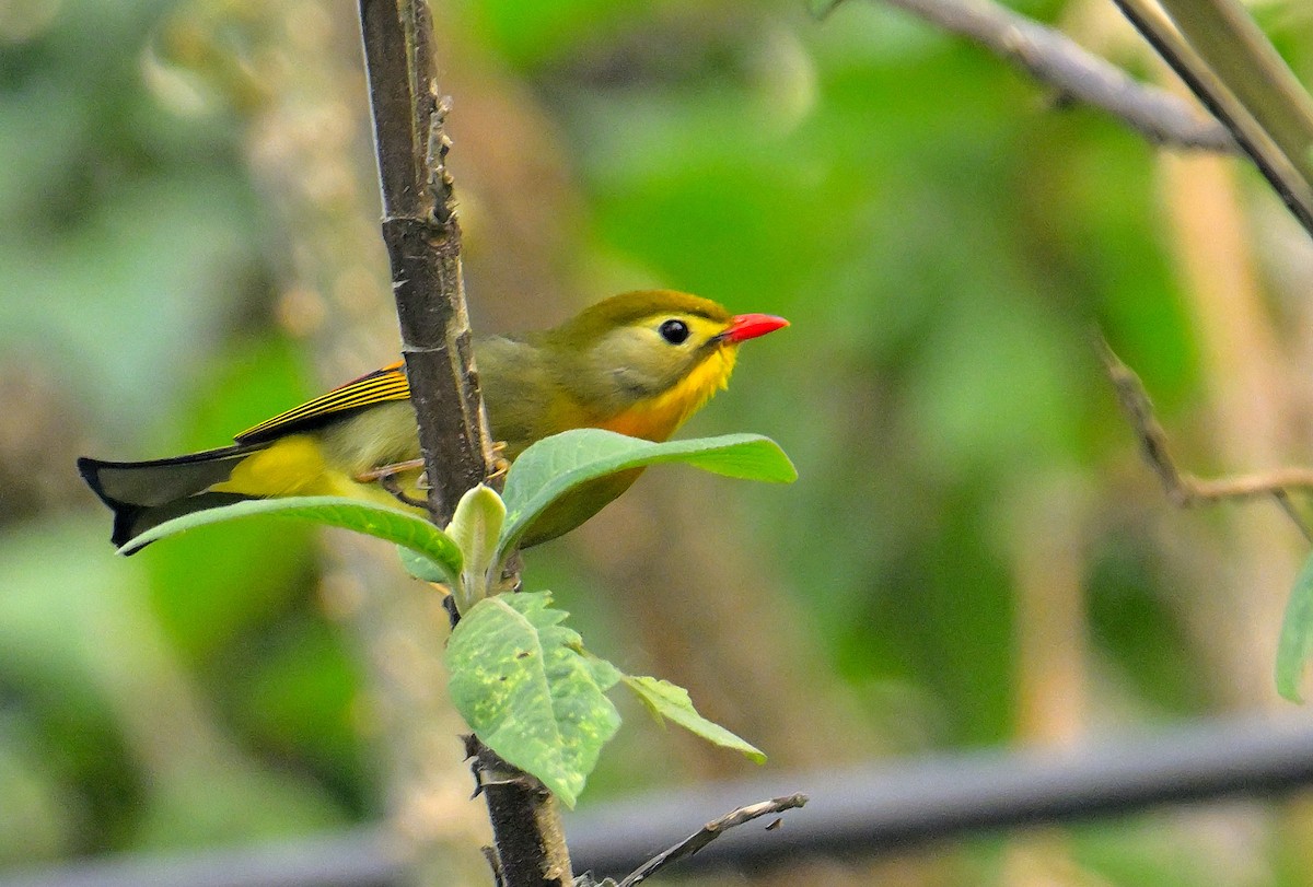 Red-billed Leiothrix - ML620259577