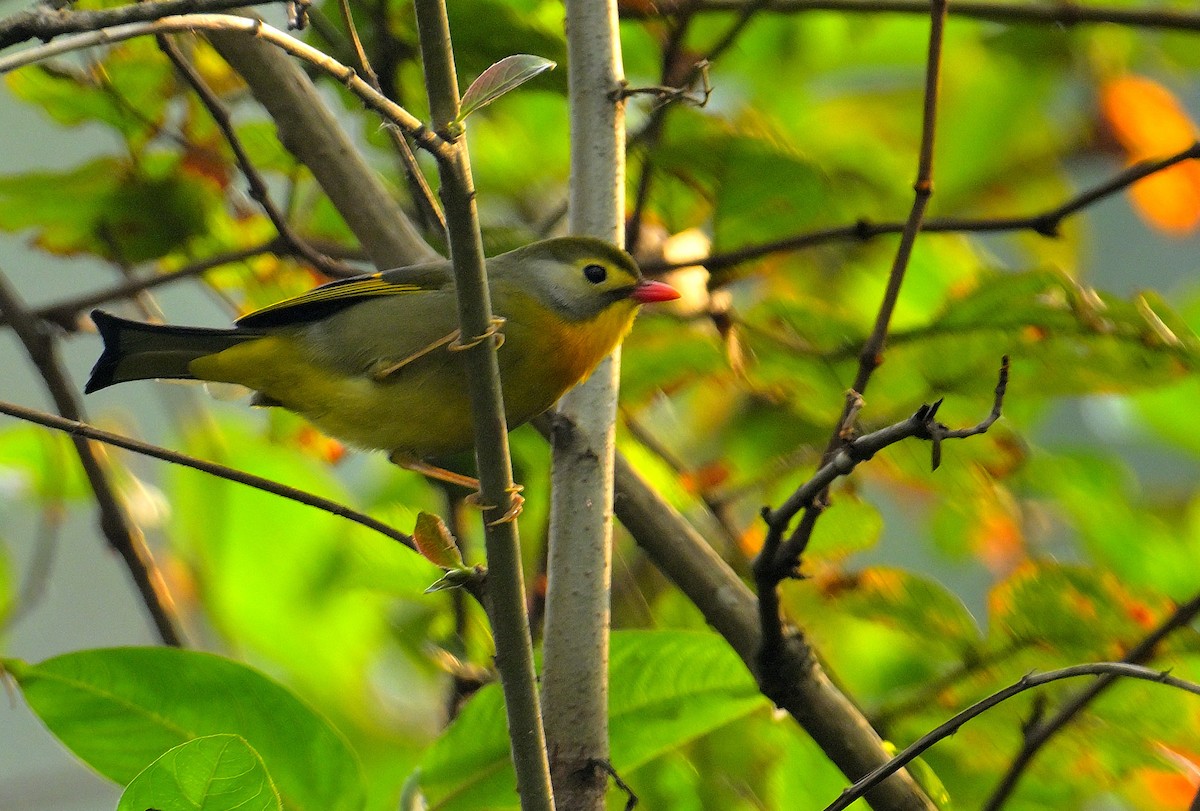 Red-billed Leiothrix - ML620259579