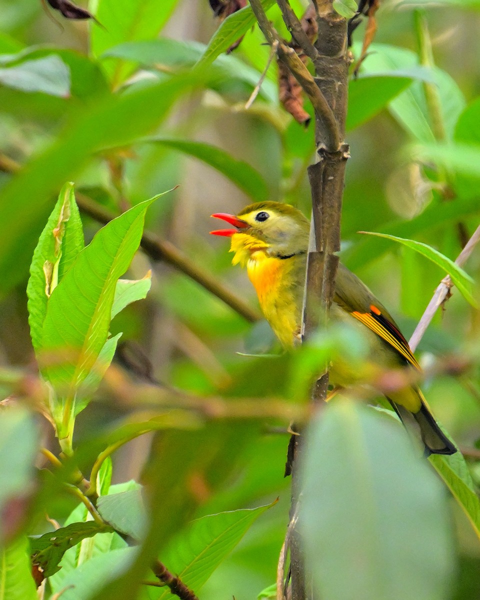 Red-billed Leiothrix - ML620259580