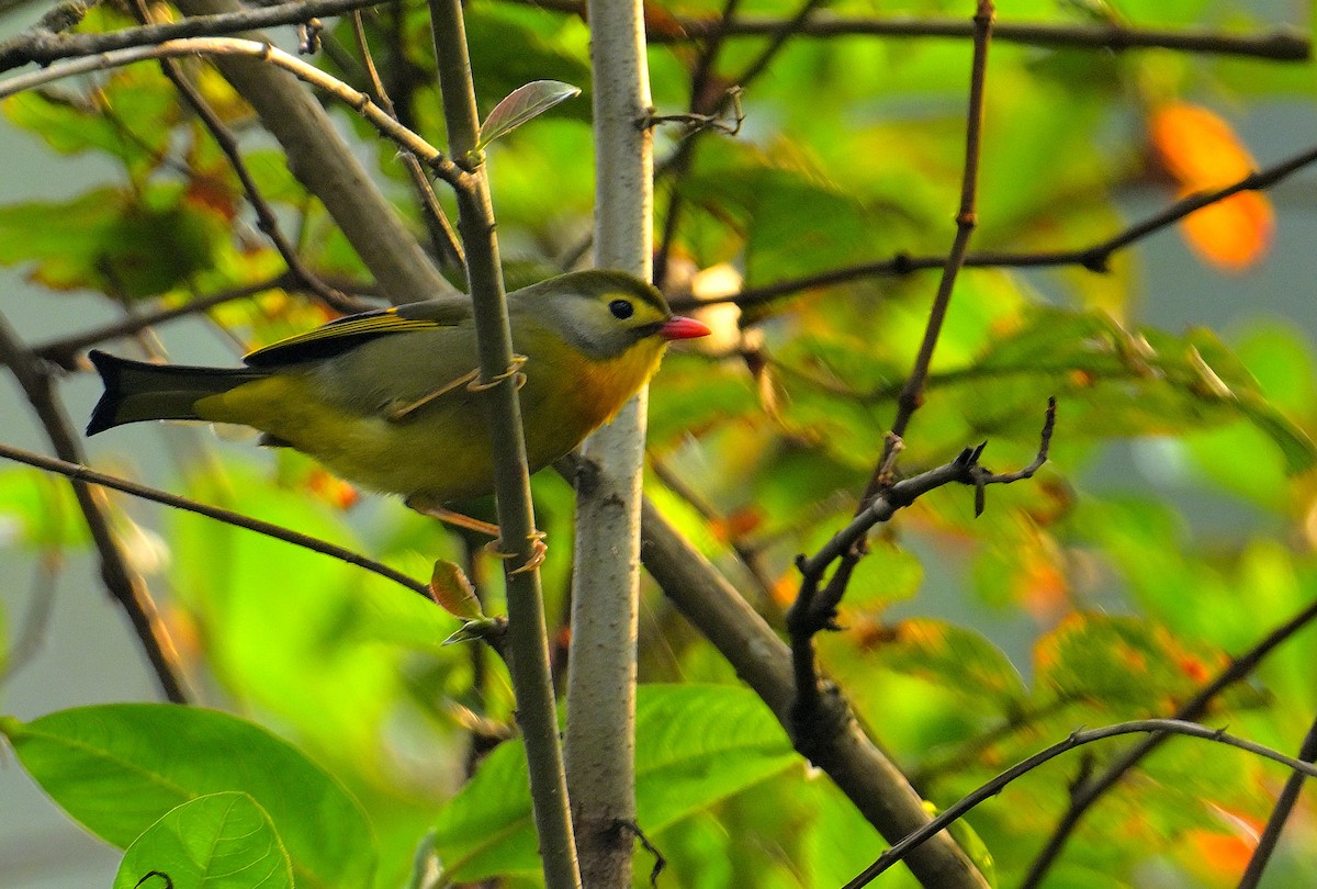 Red-billed Leiothrix - ML620259581