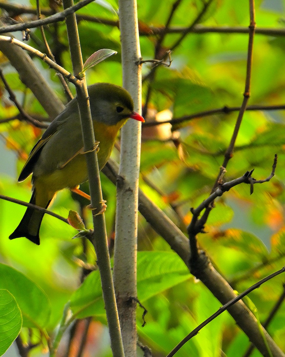 Red-billed Leiothrix - ML620259582