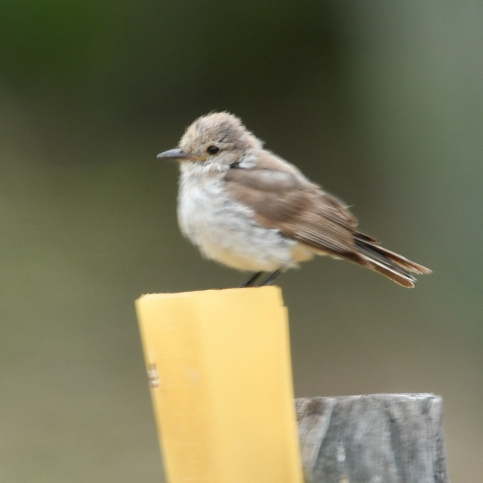 Vermilion Flycatcher - ML620259587