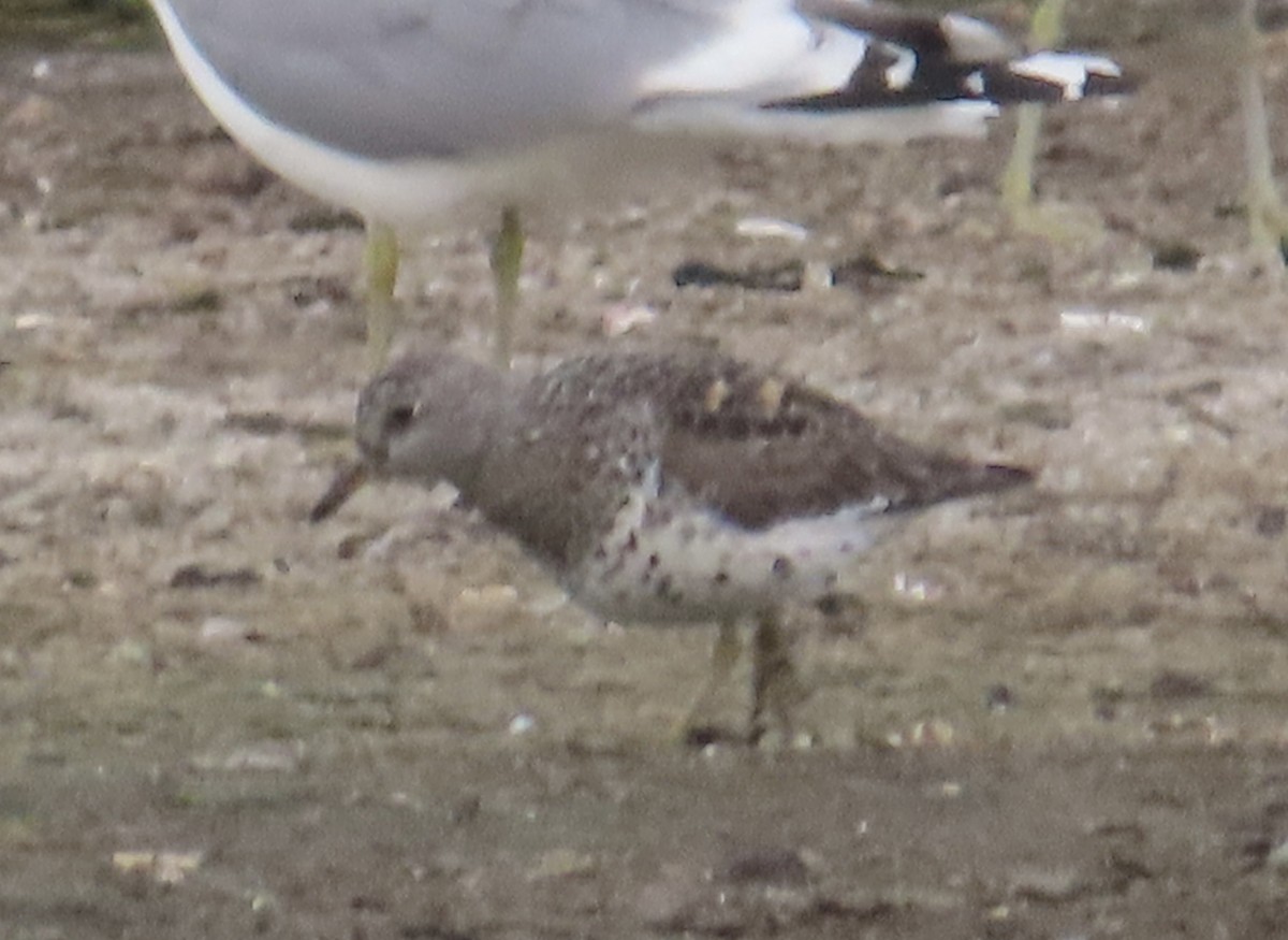 Surfbird - ML620259588