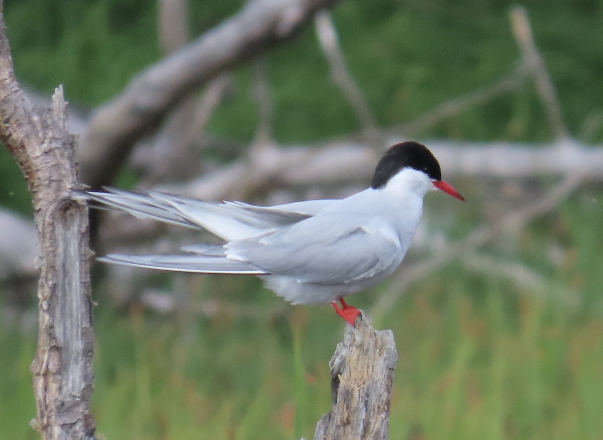 Arctic Tern - ML620259592